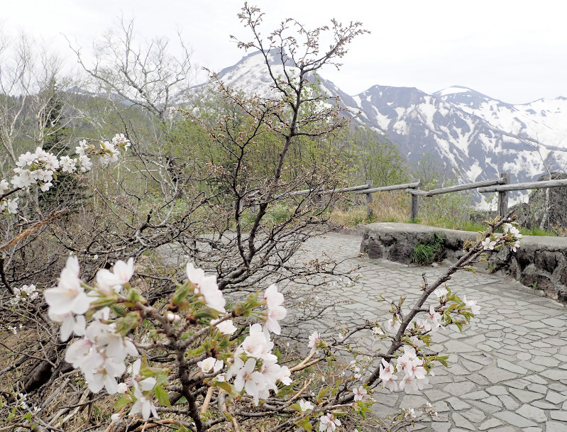 チシマザクラ 日本一遅咲きの桜が開花 大雪山系 黒岳 残雪とお花見を 北海道 毎日新聞