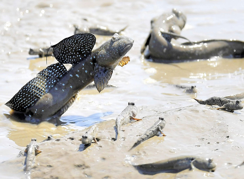 ムツゴロウ 求愛は強く高く 佐賀 小城 毎日新聞 ムツゴロウ 求愛は強く高く 佐賀 小城 毎日新聞