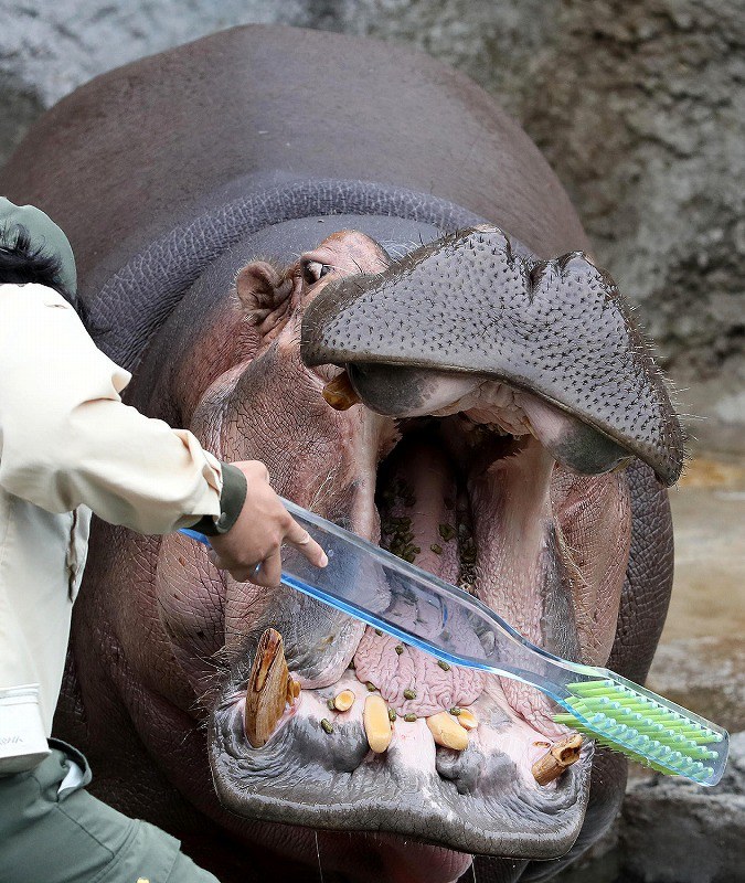 天王寺動物園 カバ 記念メダル 1997年 天王寺動物園のカバ