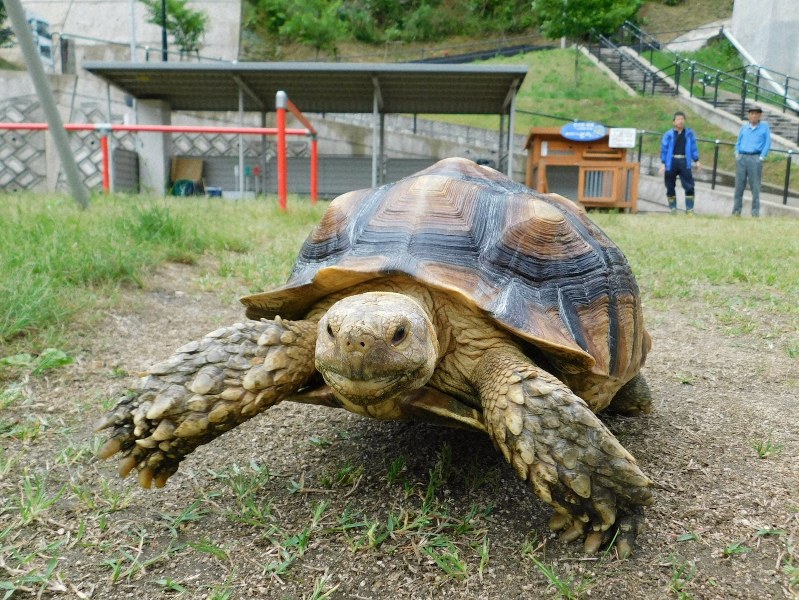 ケヅメリクガメ そらちゃん Jr余部駅 空の駅 駅長に 私と時計に会いに来て 毎日新聞