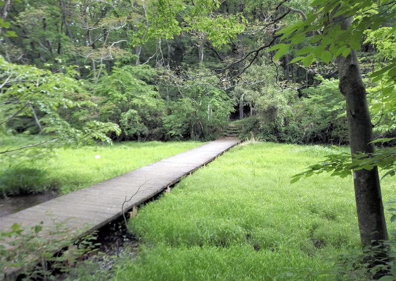 トトロの森：湿地を購入 取得は51カ所目 ヘイケボタル生息 所沢 ／埼玉 毎日新聞