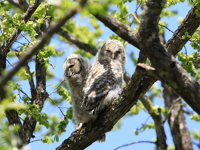 アファンの森で今年生まれたフクロウのヒナ=5月16日撮影