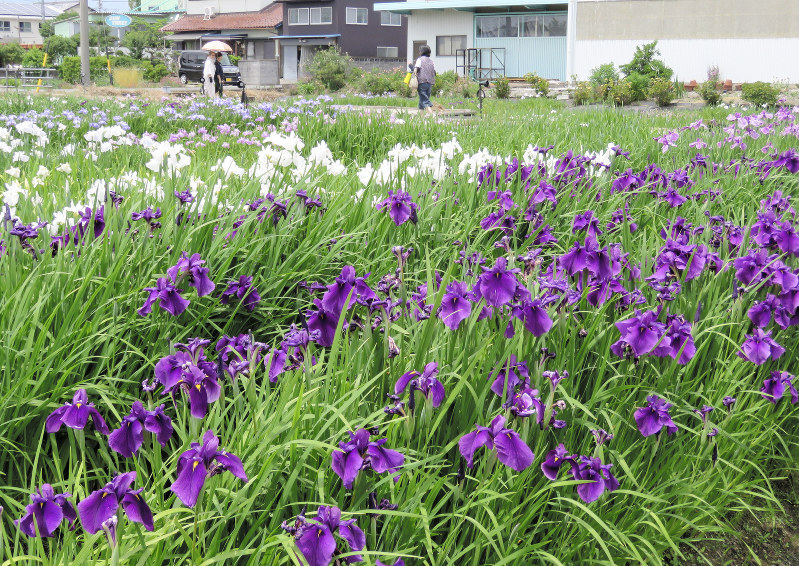 見ごろを迎えた花しょうぶ=岐阜県大垣市曽根町の曽根城公園で