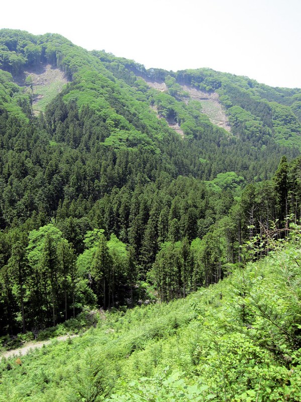 一部が伐採された森林=栃木県日光市で、寺田剛撮影