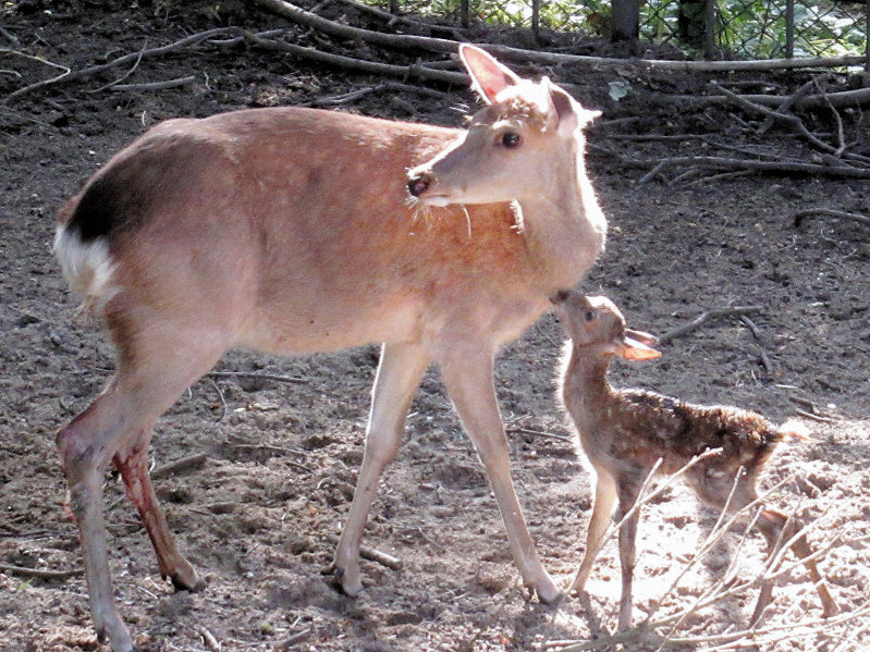 子鹿のレイワ すくすくと 毎日新聞 子鹿のレイワ すくすくと 毎日新聞