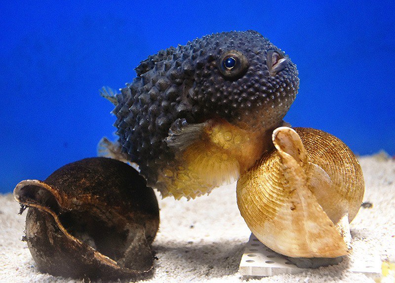 コンペイトウ この深海魚に一票を サイト上の へんないきものタイトル戦 まん丸で泳ぎが下手 越前松島水族館 福井 毎日新聞