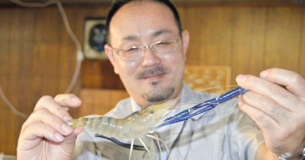 甲州鬼えび ８月登場 温泉で養殖成功 観光の目玉に 甲府 湯村温泉郷 山梨 毎日新聞