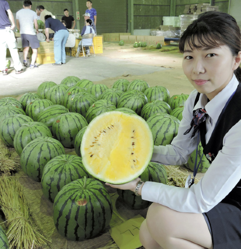 クリームスイカ 玉太りよく糖度も十分 福津 上西郷で出荷 福岡 毎日新聞