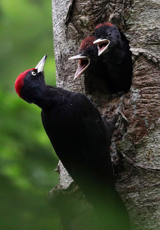 クマゲラ 赤い帽子の仲良し親子 毎日新聞