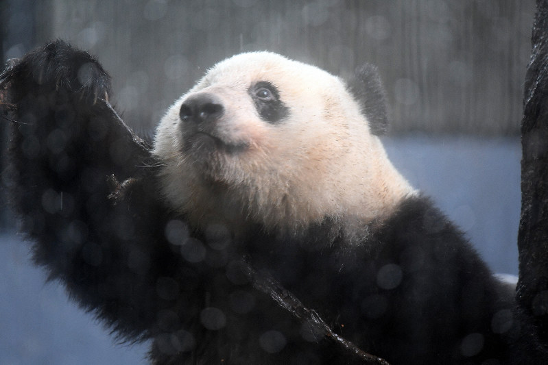 上野パンダ舎のライブ配信 28日で終了 ファンはショック 毎日新聞