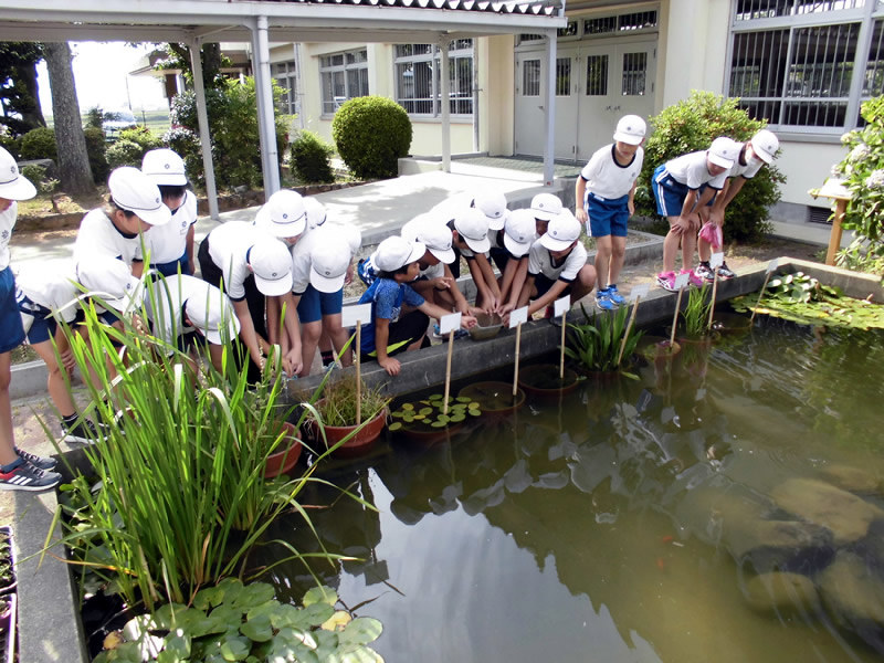 山田小２０１９年度 ６月報告 生き物放流 毎日新聞