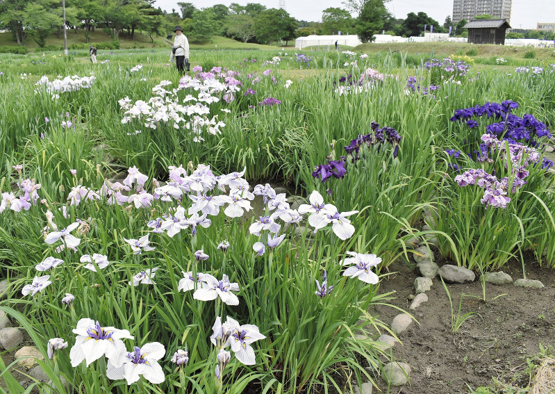 咲きそろい始めた「あやめまつり」会場のハナショウブなど=宮城県多賀城市で