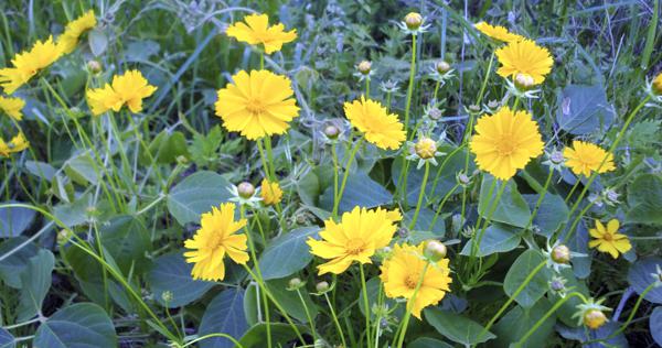 オオキンケイギク 在来種駆逐する特定外来生物 撃退を 県が駆除呼び掛け 長野 毎日新聞