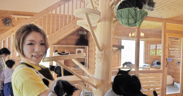 保護ねこカフェ 開店5年 210匹送り出す 里親との幸せ第一に 毎日新聞