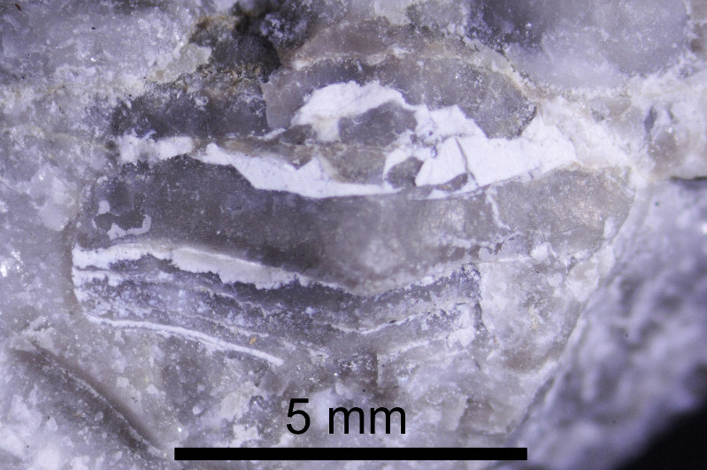 3億2000万年前のサメの歯化石発見 新潟・糸魚川の青海川下流で | 毎日新聞