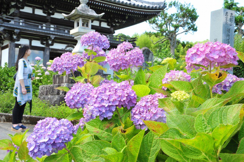 色づく観音寺のアジサイ=福知山市で、佐藤孝治撮影