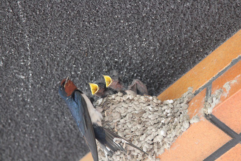 親ツバメに餌をねだるヒナ=兵庫県伊丹市西台2で、生野由佳撮影