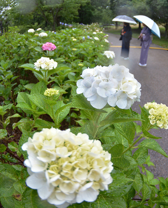 色付き始めたアジサイ=香川県まんのう町の国営讃岐まんのう公園で、山中尚登撮影