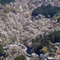 山肌をピンクに染める吉野山の桜＝奈良県吉野町で2019年4月13日、本社ヘリから加古信志撮影