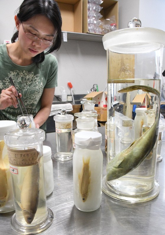 大阪市立自然史博物館で保存作業が進む魚などの標本=大阪市東住吉区の同博物館で2019年6月9日午後3時53分、目野創撮影