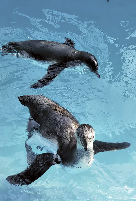 プールで元気に泳ぐペンギンの子ども=群馬県桐生市提供