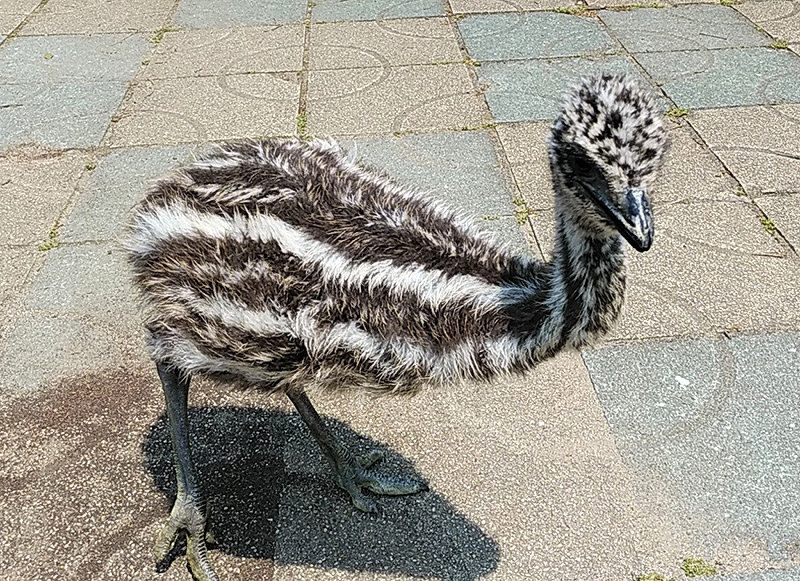 エミュー 赤ちゃん きょうデビュー 和歌山城公園動物園 和歌山 毎日新聞
