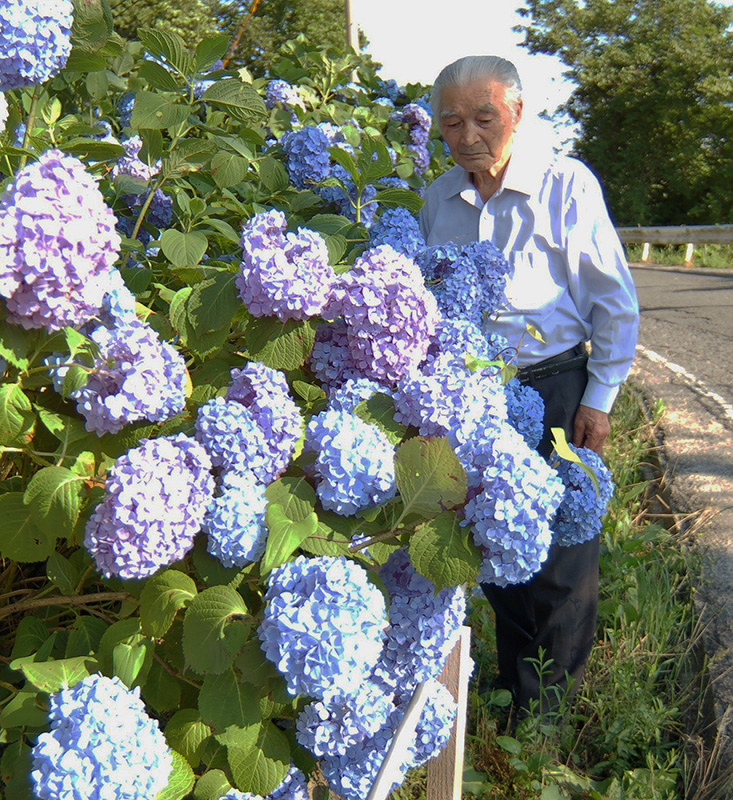 玄武洞公園の入り口で見ごろを迎えたアジサイ。脇を走る県道(右)の拡幅工事で見納めとなる=兵庫県豊岡市赤石で、村瀬達男撮影