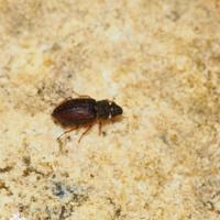 初確認されたオガサワラセスジダルマガムシ＝小笠原自然文化研究所の佐々木哲朗さん提供