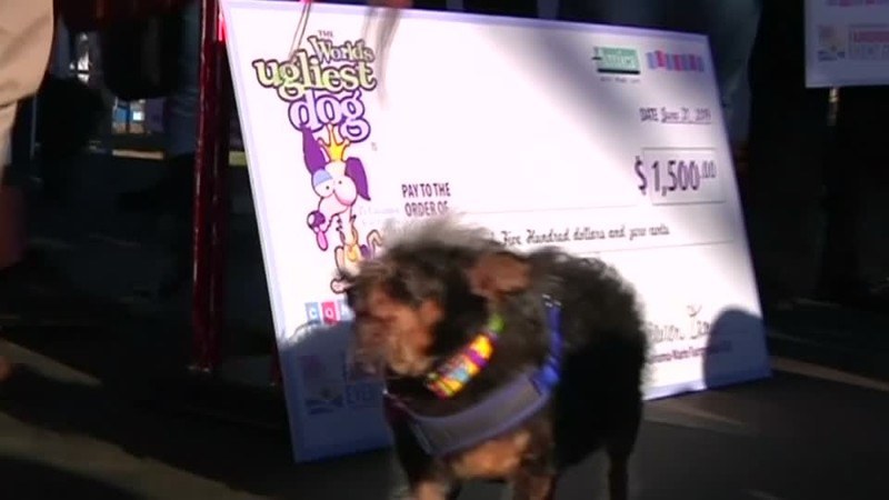 世界の雑記帳 米カリフォルニア州でブサイク犬コンテスト 今年は雑種犬が優勝 毎日新聞