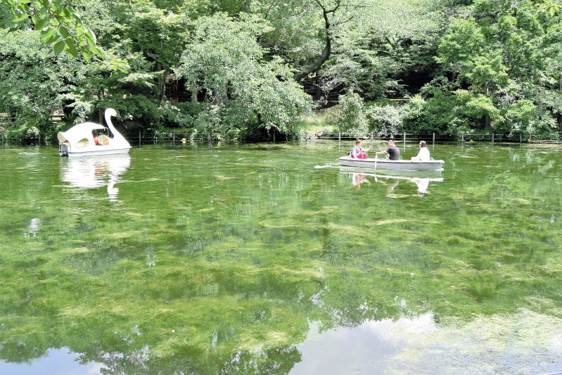 水草が生い茂る井の頭池=東京都立井の頭公園で18日