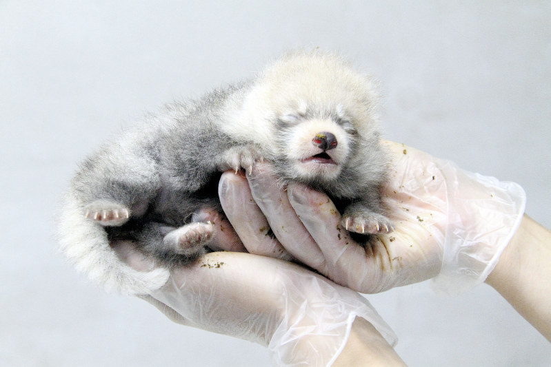 レッサーパンダ 赤ちゃん こんにちは 静岡 日本平動物園で誕生 静岡 毎日新聞