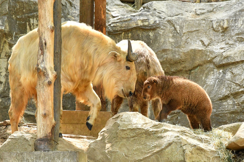 飼育ノート よこはま動物園ズーラシア ターキンの子 崖を駆け上がり成長中 毎日新聞