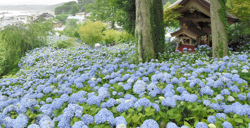 アジサイ 雨に映え 男鹿 雲昌寺 秋田 毎日新聞