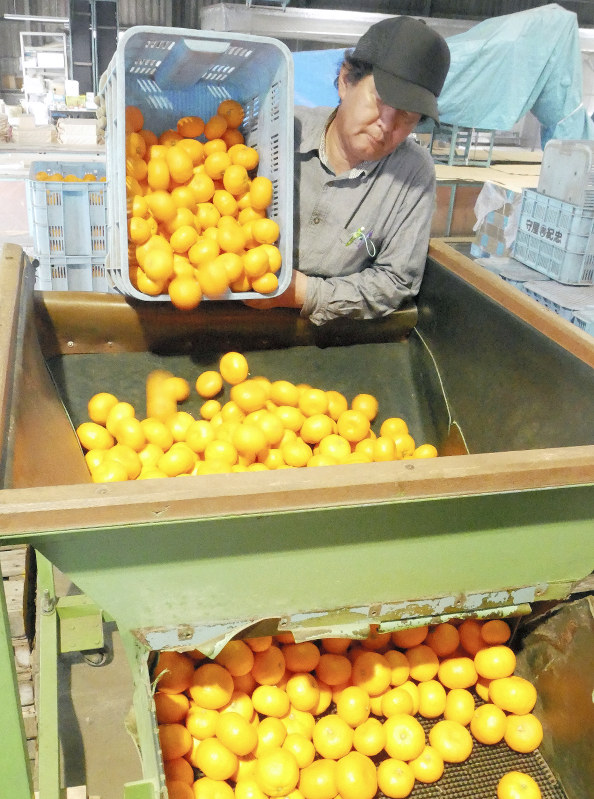 今シーズン初出荷されるハウスミカンの「湘南の輝き」