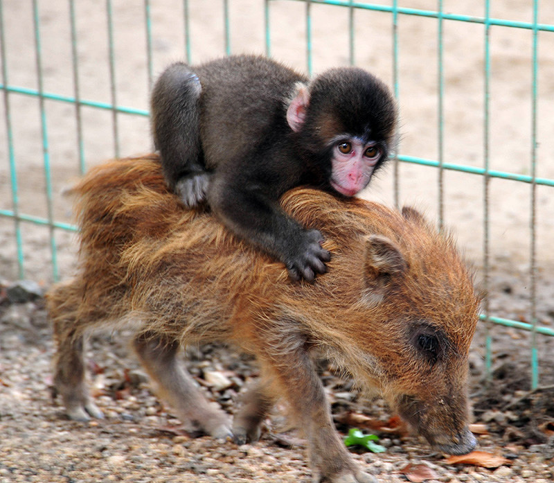 猿 ｗａｎｔｅｄ みわ 去る 福知山市動物園から脱走 京都 毎日新聞