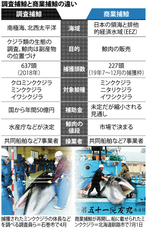 調査捕鯨と商業捕鯨の違い