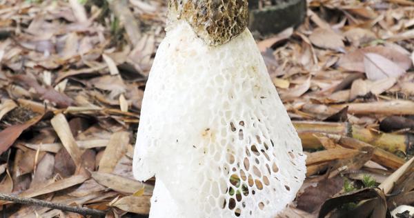 キヌガサタケ 女王の貫禄 山口 雪舟庭に優雅な姿 山口 毎日新聞