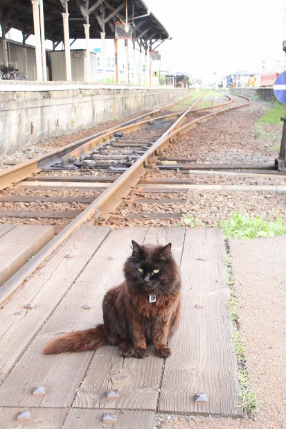 駅猫おさむ 「肩書ない」から愛された 6日にお別れ会 ひたちなか海浜