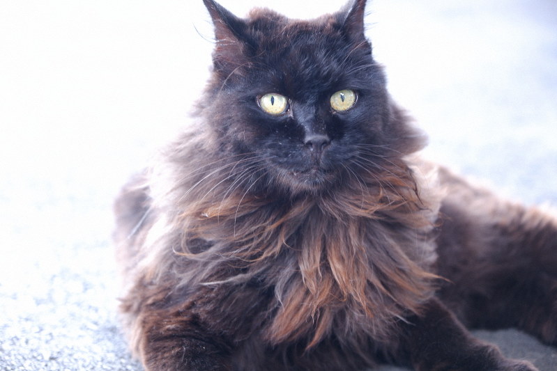 駅猫おさむ 「肩書ない」から愛された 6日にお別れ会 ひたちなか海浜