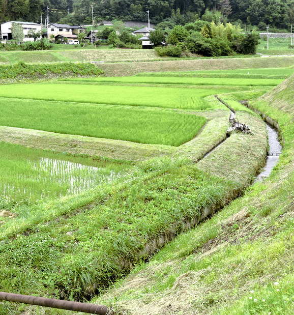 大鹿村の残土受け入れを検討している中沢地区の水田=駒ケ根市中沢で