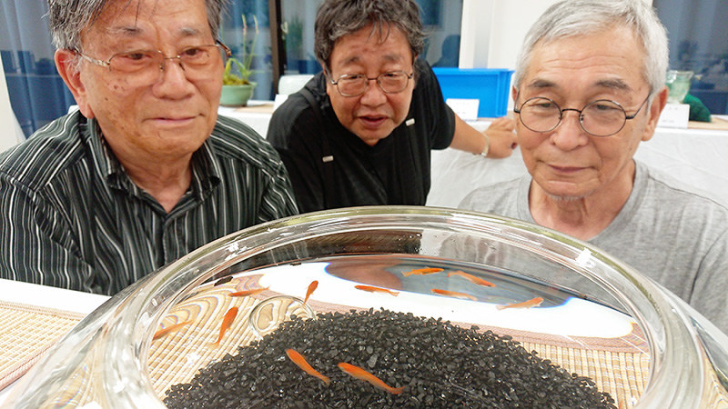 水鉢の中で泳ぐメダカを眺める「いやしメダカ愛好会」の会員=名張市桔梗が丘6の桔梗が丘市民センターで、久木田照子撮影