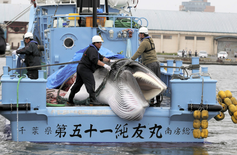 NEWSの窓：国際 日本の商業捕鯨 再開に世界の厳しい声 | 毎日新聞