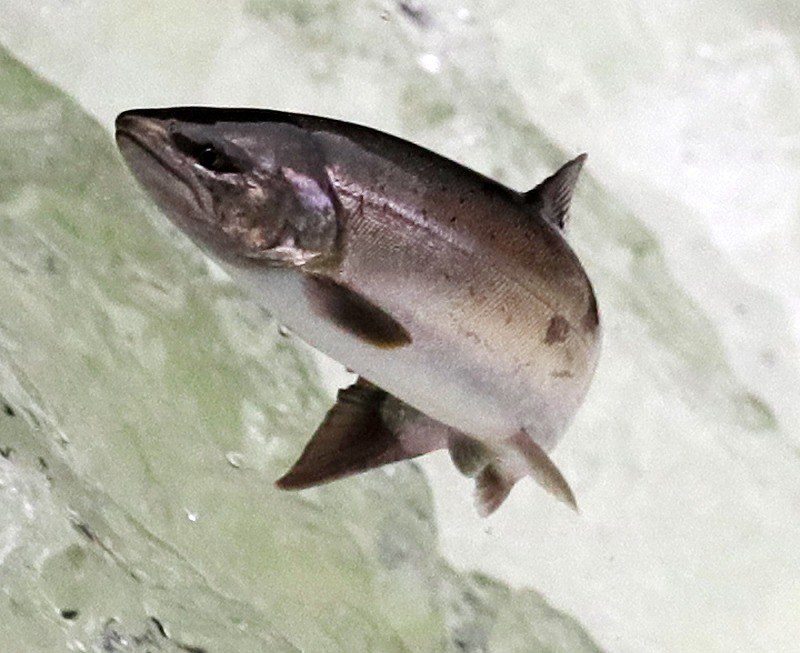 サクラマス さくらの滝 で果敢にジャンプ 北海道 写真特集3 6 毎日新聞 サクラマス さくらの滝 で果敢にジャンプ 北海道 写真特集3 6 毎日新聞