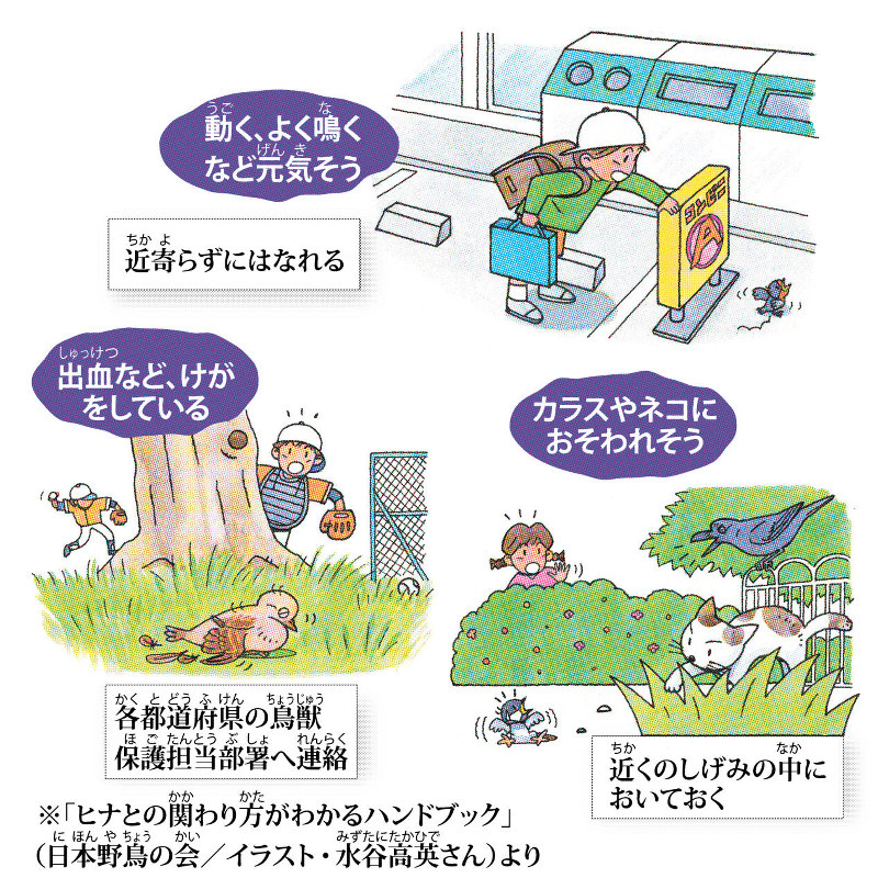 毎小ニュース 科学 落ちたヒナひろわないで 巣立ちの季節 毎日新聞