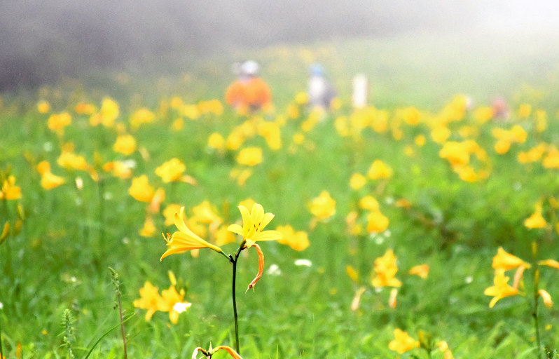 ニッコウキスゲ 鮮やか 日光 霧降高原 栃木 毎日新聞