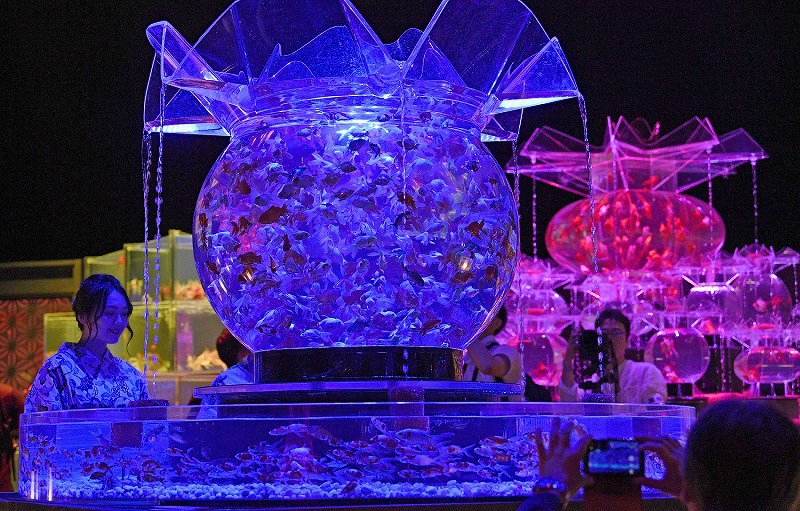 アートアクアリウム：江戸の粋ゆらり [写真特集6/5] | 毎日新聞