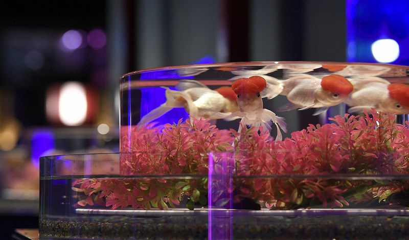 アートアクアリウム 江戸の粋ゆらり 写真特集5 5 毎日新聞