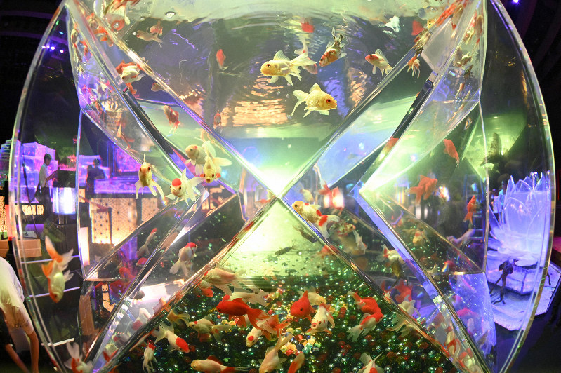 幻想的に照らし出された金魚の水槽=東京都中央区で、藤井達也撮影