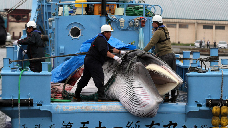 商業捕鯨が再開し、小型捕鯨船に乗せられたミンククジラ=北海道釧路市で7月1日、貝塚太一撮影