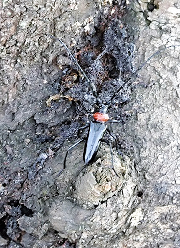 クビアカツヤカミキリ=足利市提供